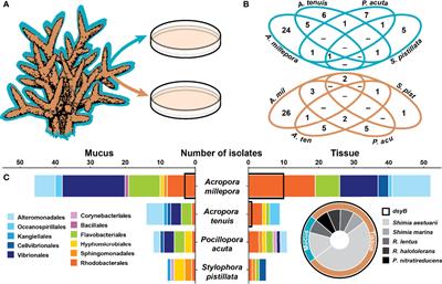 DMSP Production by Coral-Associated Bacteria